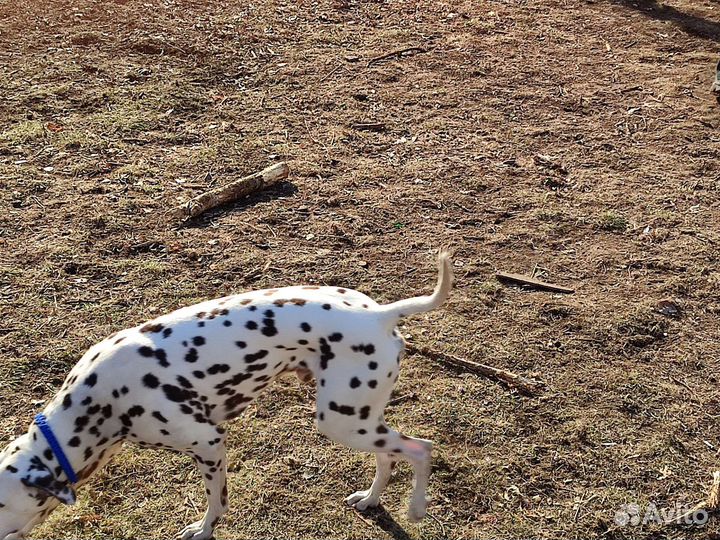 Далматинец