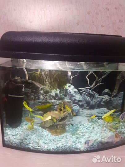 Аквариум 30 литров