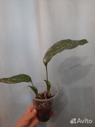 Аспидистра Милки Вэй, Аиенуата