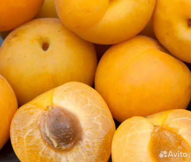 Саженцы Шарафуги Bella Gold