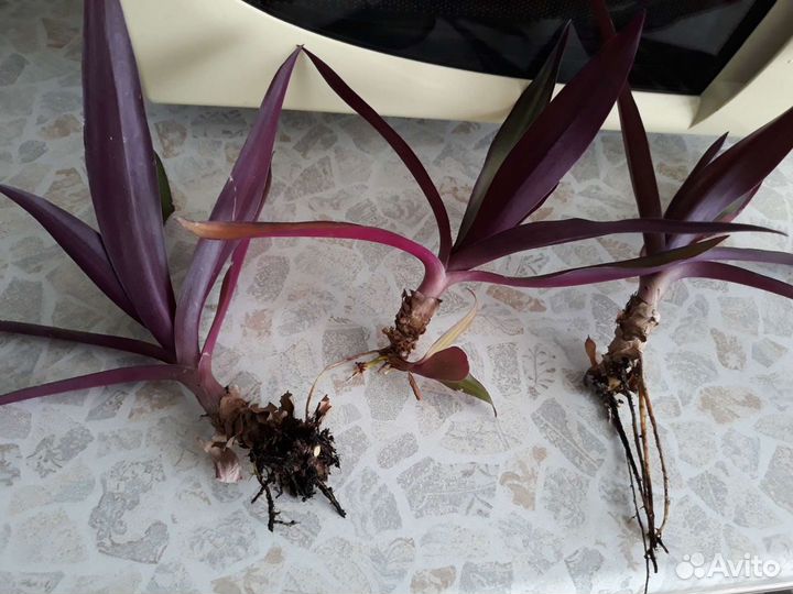 Традесканция