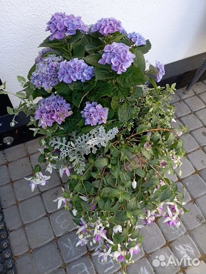 Гортензия крупнолистная