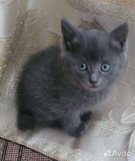 Котята мышеловы