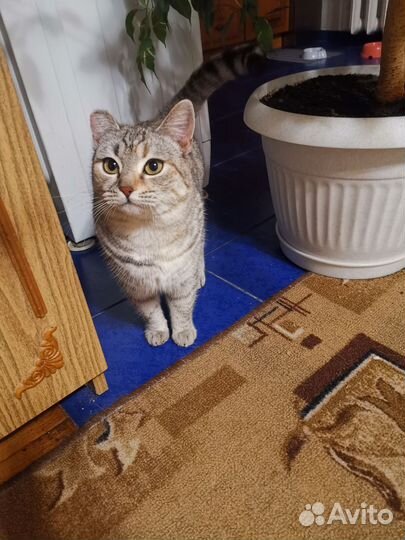 Кошка британка