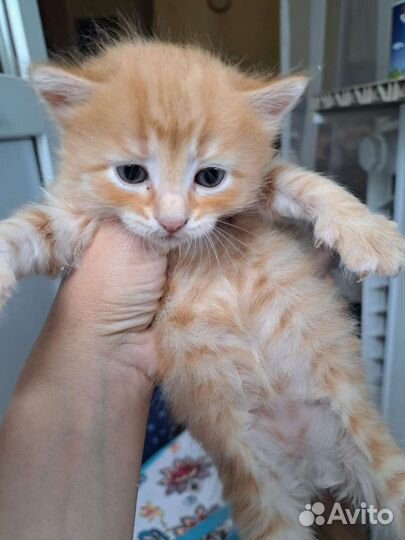 Милые котята
