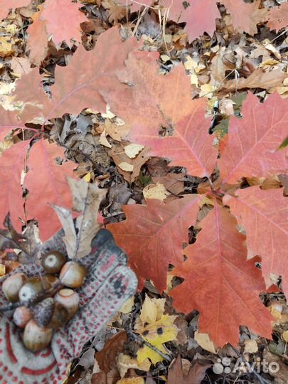 Саженцы канадского дуба, клёнодуб, красный дуб