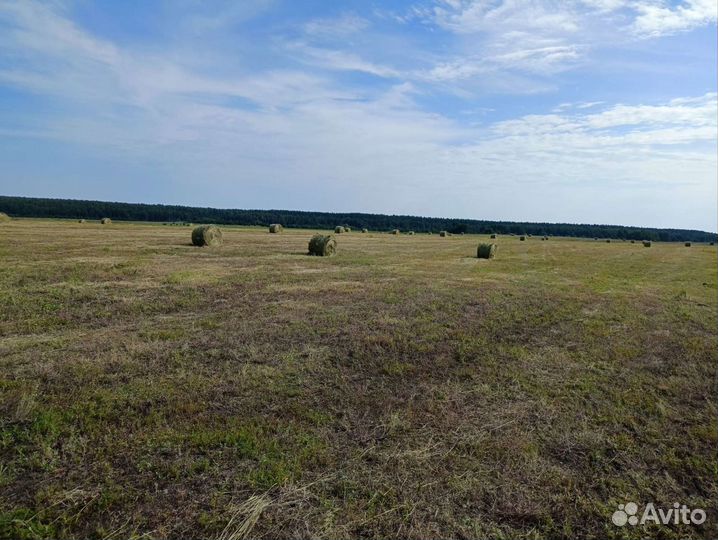 Продам сено в рулонах