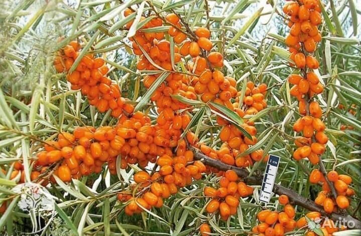 Саженцы плодово-ягодных и декоративных растений