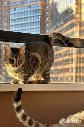 Зеленоглазый красавец Киссингс