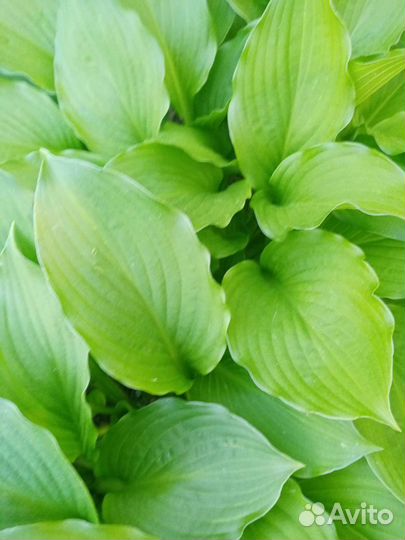 Растения для сада. Хосты