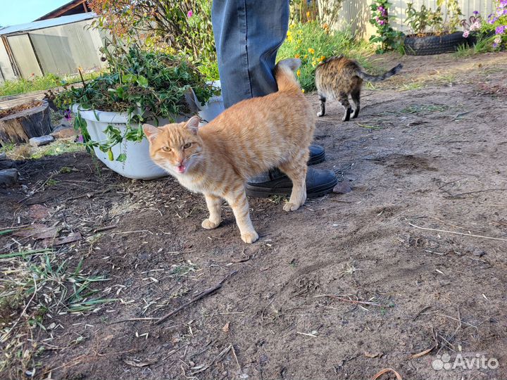 Кот ищет дом