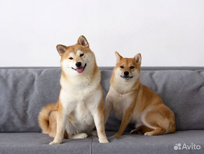 Собаки для фотосессии (Сиба Ину)