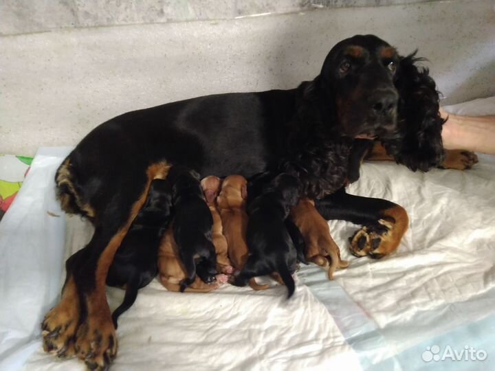 Английский кокер спаниель