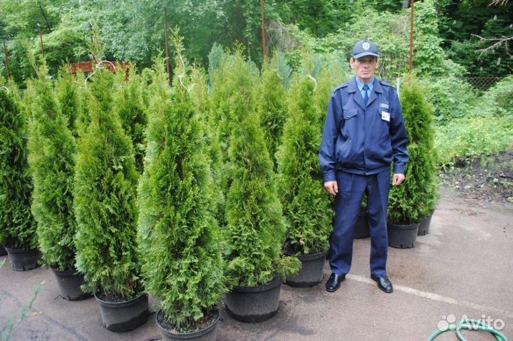 Деревья крупномеры