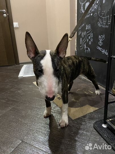 Куртка для собак мелких и средних пород