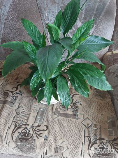 Спатифиллум