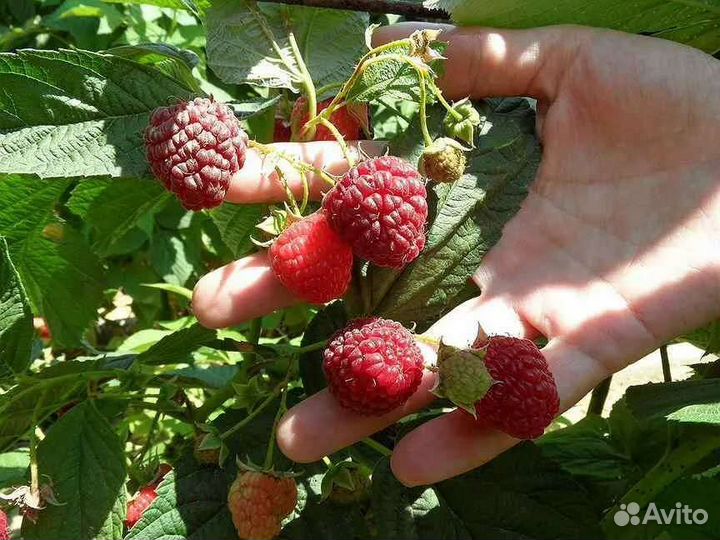 Малина таганка