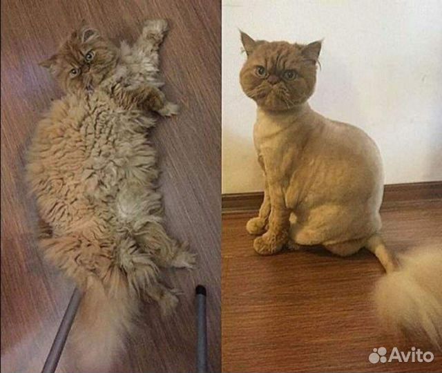 Стрижка котов и кошек на дому и выездом на дом