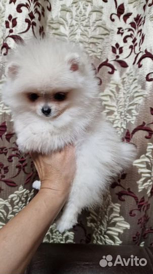 Померанский шпиц девочка