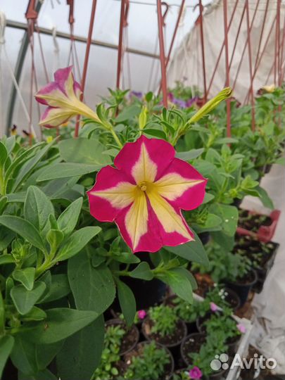 Вегетативные петунии 0,5л и1.5 л горшоки