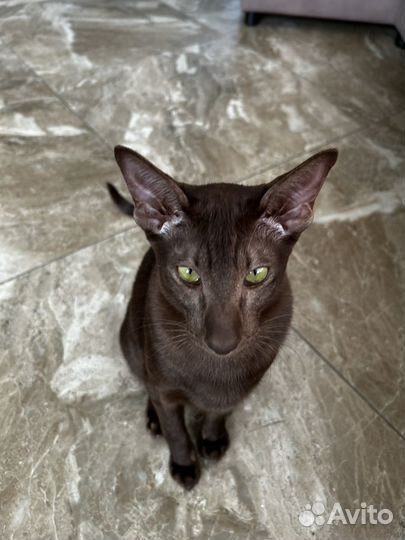 Ориентальный кот вязка