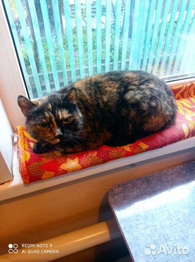 Фрося, ласковая кошечка, 1 год