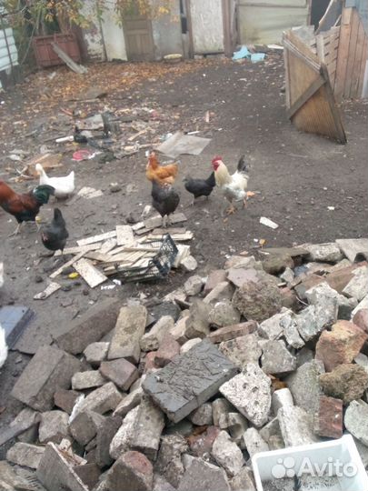 Куры домашние