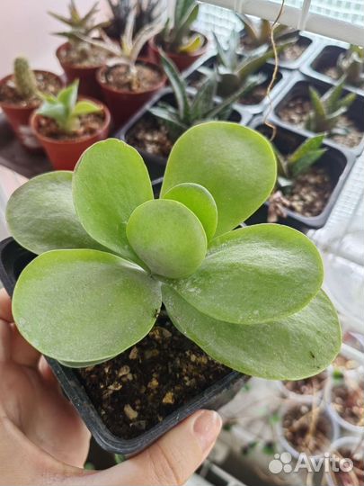 Суккуленты