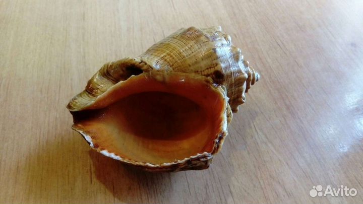 Морская ракушка