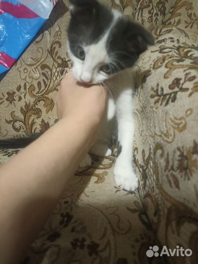 Котята в добрые руки бесплатно