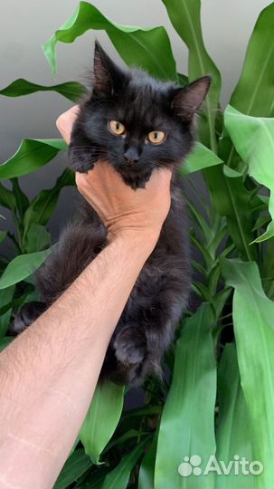 Котёнок в дар