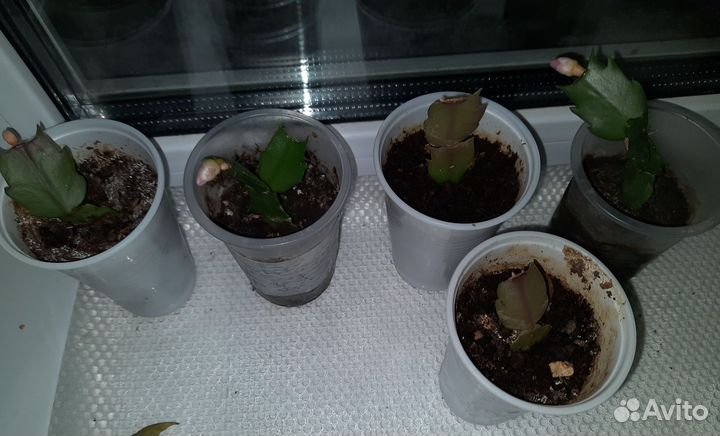 Декабрист отростки