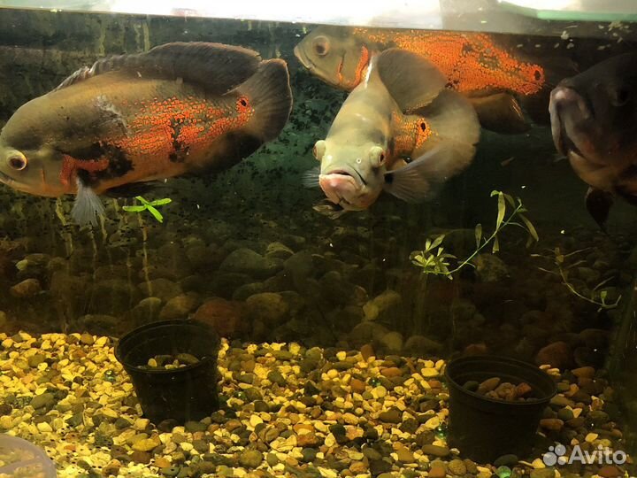 Астронотусы