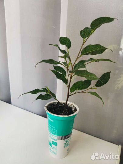 Фикус бенджамина