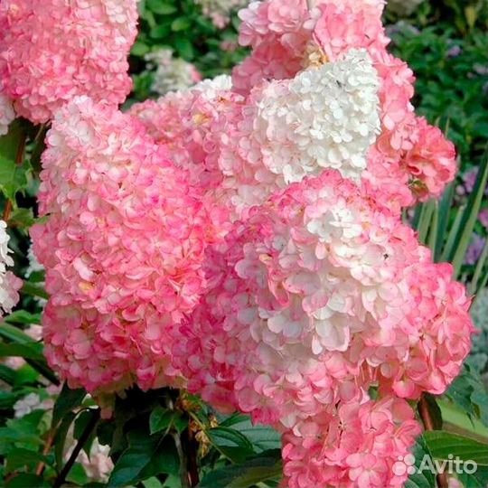 Гортензия саженцы