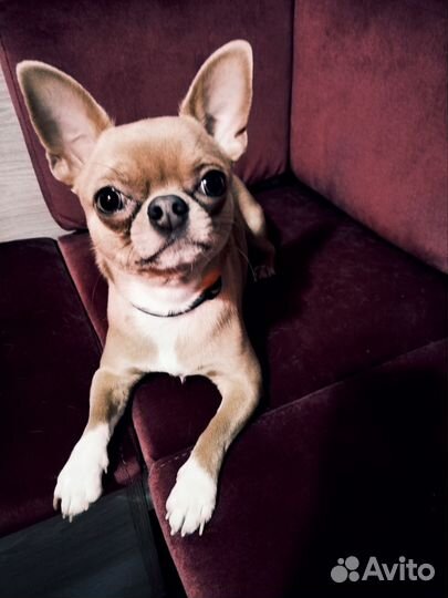 Вязка чихуахуа мальчик