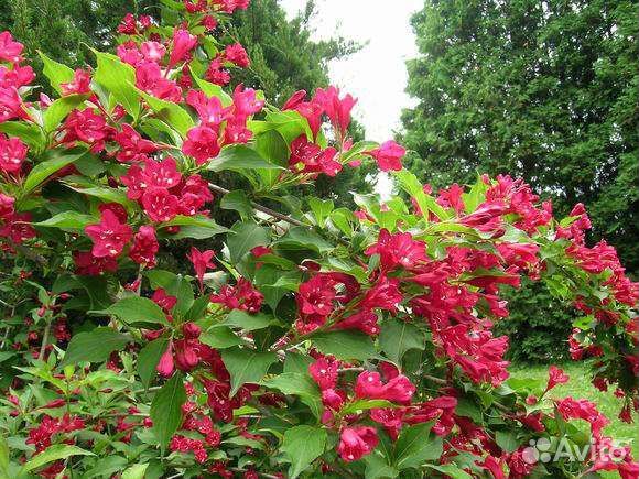 Вейгела Бристоль Руби