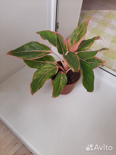 Аглаонемы, Хатиора, Калатея