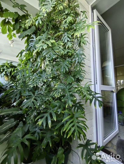 Филодендрон Майо