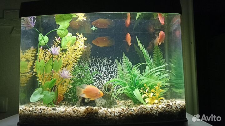 Аквариум jebo r 362 на 100 литров