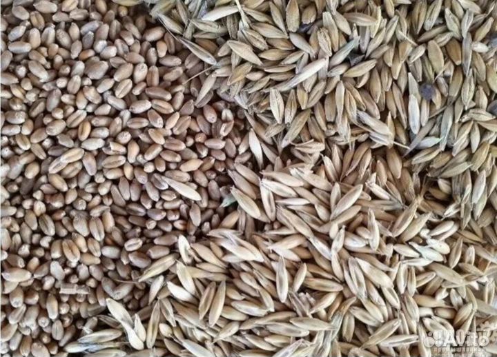 Овес ячмень пшеница