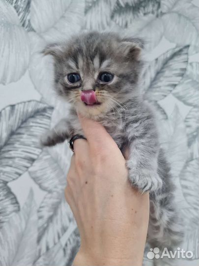 Кошки шотландцы