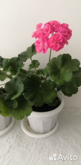 Герань пеларгония розебудная