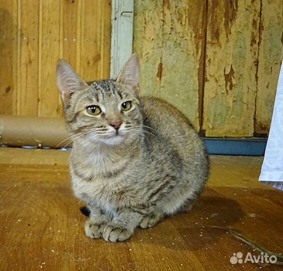 Кошка Мотя, Матильда