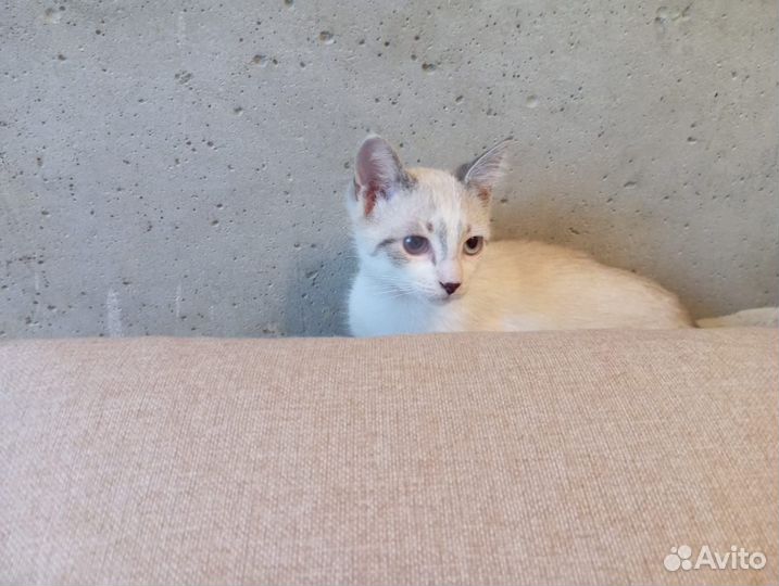 Котята ищут добрые ручки