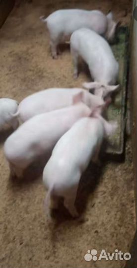 Поросята