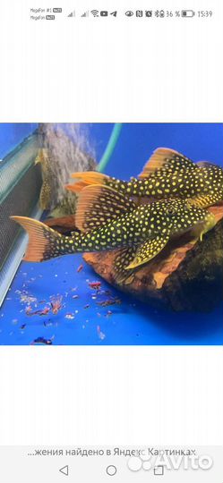 Номерной сом l-014 Скобианциструс