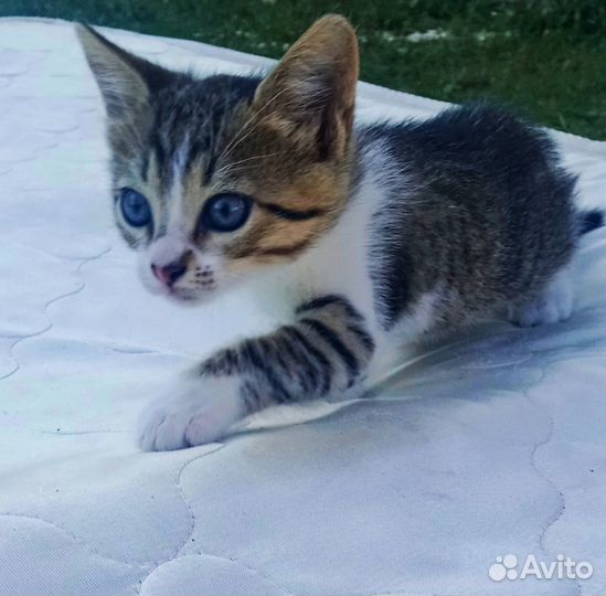 Котенок в добрые руки