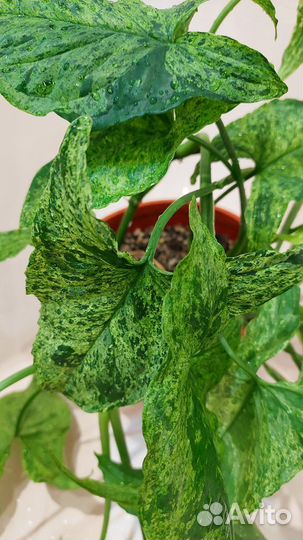 Сингониум моттлед