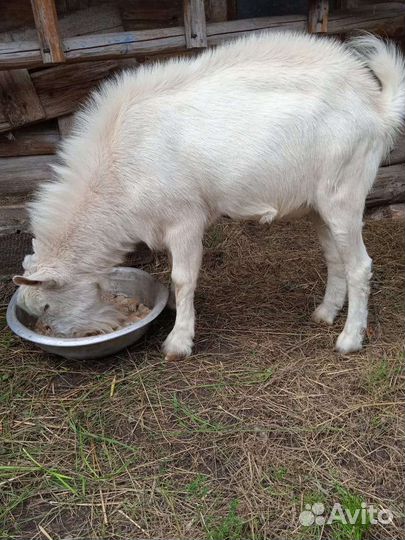 Зааненские козы племенные